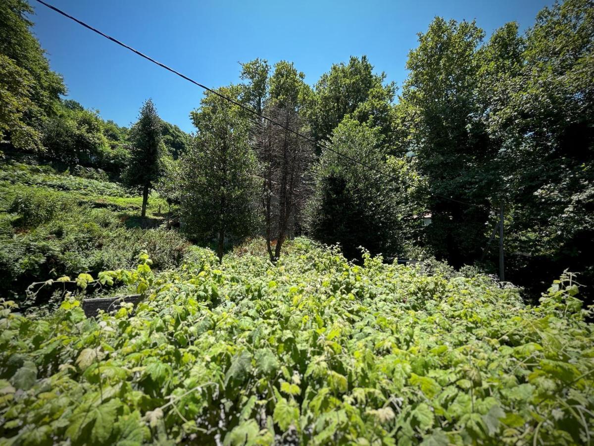 מלון Anilio Pelion Λευκή Καμέλια מראה חיצוני תמונה
