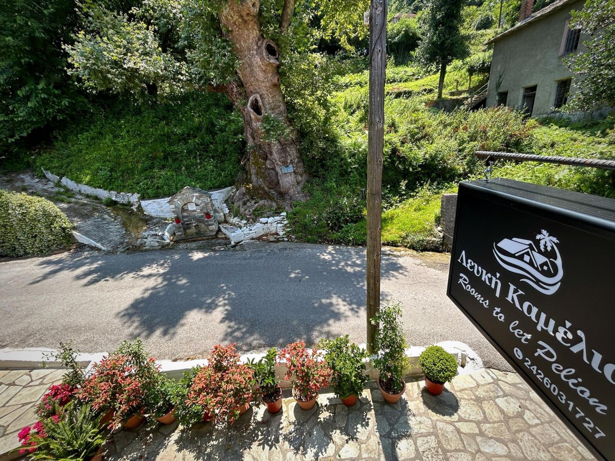 מלון Anilio Pelion Λευκή Καμέλια מראה חיצוני תמונה